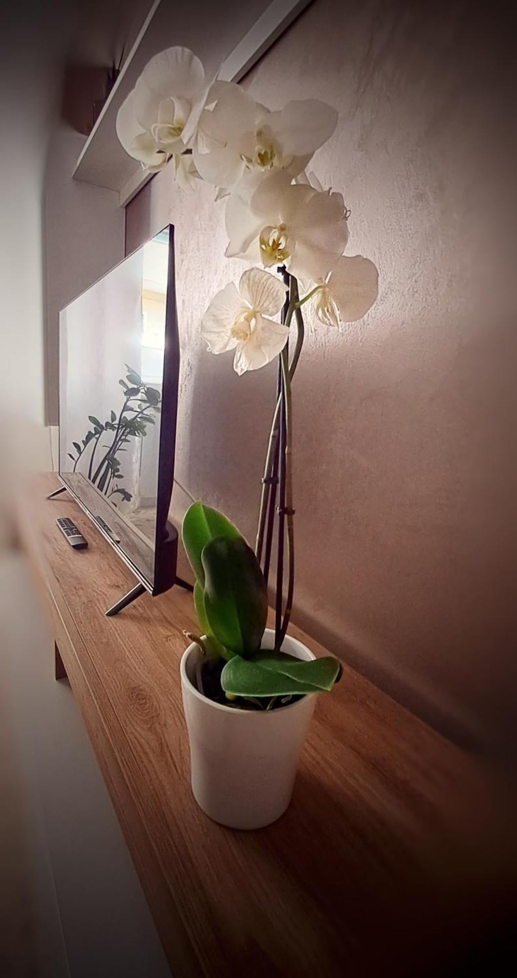 Roma Bema Apartment - Charme E Relax A Due Passi Dal Vaticano エクステリア 写真